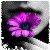 :iconlacioccolata: