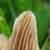 :iconlacuna-bluck: