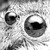 :iconladon-sempre: