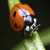 :iconlady-bug-lover: