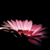 :iconlady-buu: