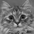 :iconlady-fatoosh: