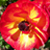 :iconlady-melanie: