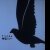 Lady-Pigeon :iconlady-pigeon: