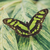 :iconlady-radia: