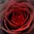 :iconlady-redemption: