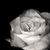 :iconladyarianrhod: