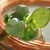 :iconladybelugacrafts: