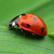 :iconladybirdingreenbox:
