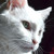 :iconladybug9999: