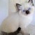 :iconladyfrostedwolf: