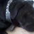 :iconladygaga141cat: