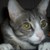 :iconladygrimalkin: