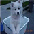 :iconladylycan32: