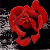 :iconladyofdarkroses: