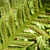 :iconladyoftheferns: