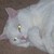 :iconladyoftheoak: