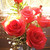 :iconladyoftheroses: