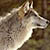 :iconladyofthewolves7: