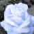 :iconLadyRayneGodiva: