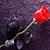 :iconladyroses: