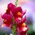 :iconladysnapdragon: