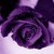 :iconladytazz: