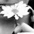 :iconladyterror: