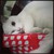 :iconladyveilchen: