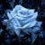 :iconladywinterrose: