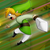 :iconlaeken: