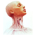 :iconlaelaps-hound: