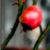 :iconlaelia-lumen: