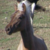 :iconlaeria52458: