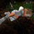 :iconlaerwynnmorane: