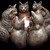 :iconlaffincatxx: