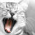 :iconlagrema: