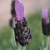 :iconlaidoutinlavender: