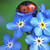 :iconlaila67: