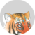 :iconLailiuki: