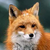:iconlaimlov: