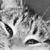 :iconlaisha: