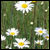 :iconlajoliefleur: