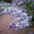 :iconlakiimages: