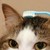:iconlakritsart: