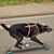Lakyscha :iconlakyscha: