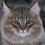:iconlala-kitsune: