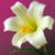 :iconlala-landy: