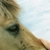 :iconLalouw: