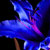 :iconlalunefaery: